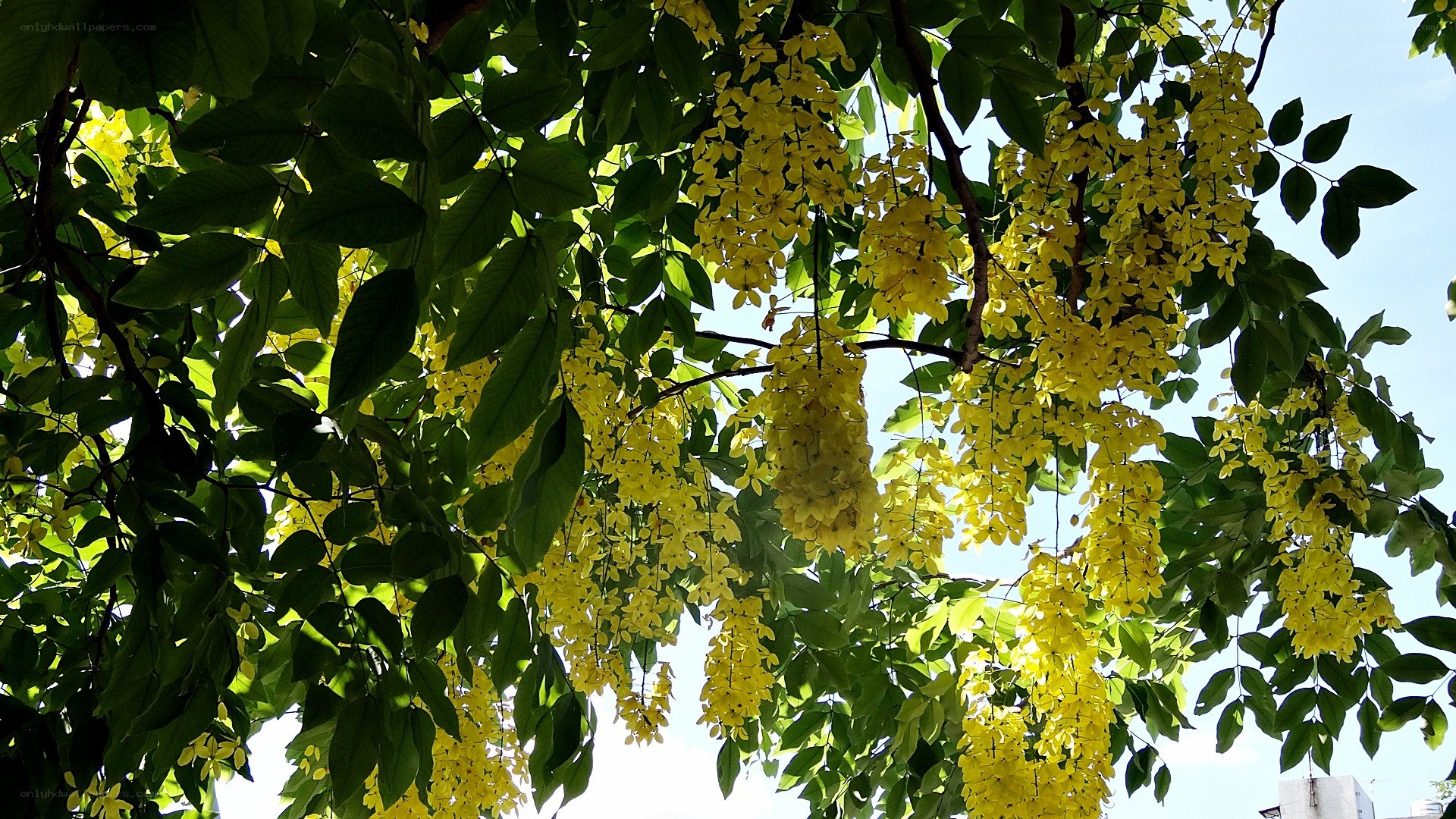 Yellow flowers on a tree