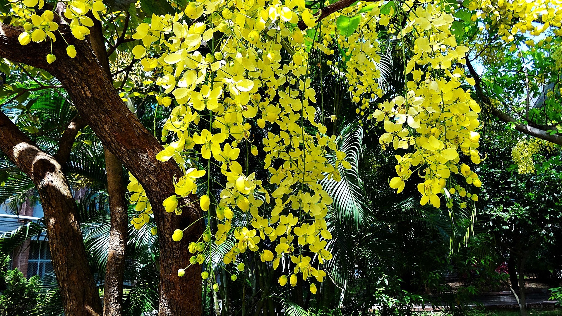 Yellow flowers on a tree