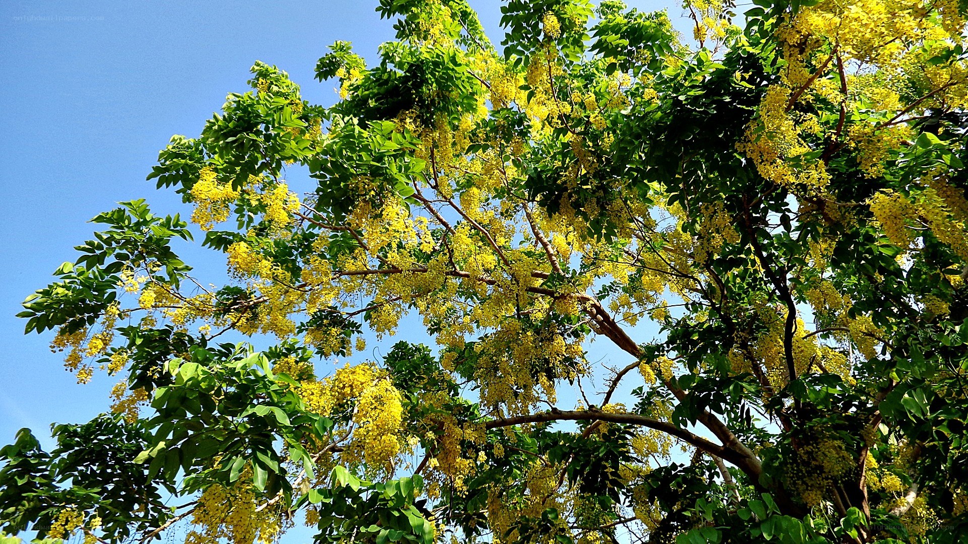 Yellow flowers on a tree