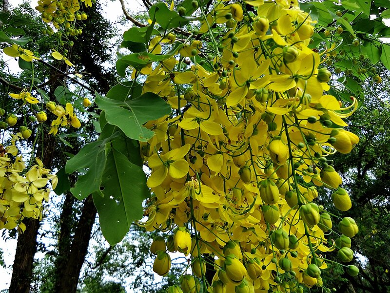 Yellow flowers on a tree