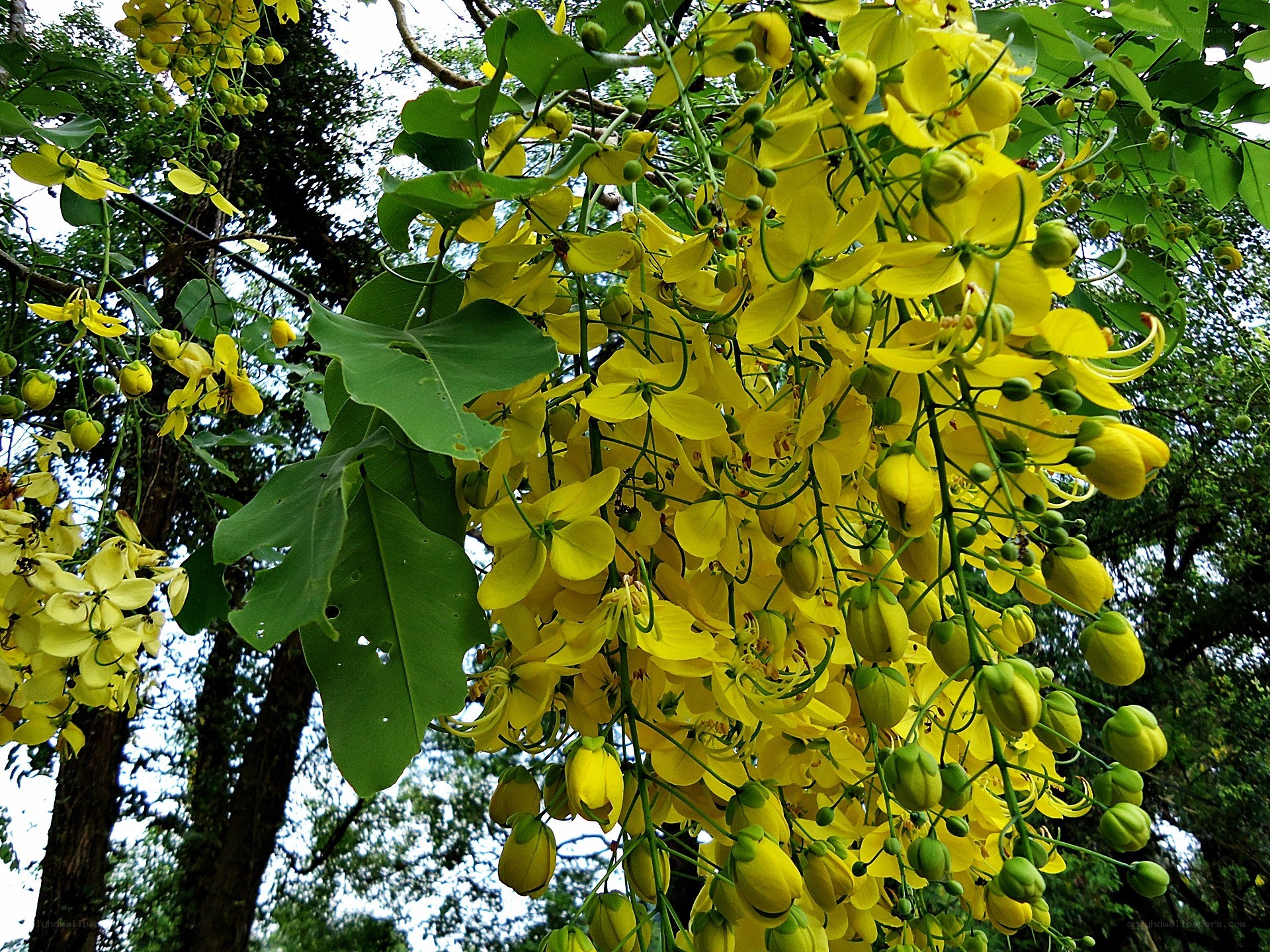 Yellow flowers on a tree