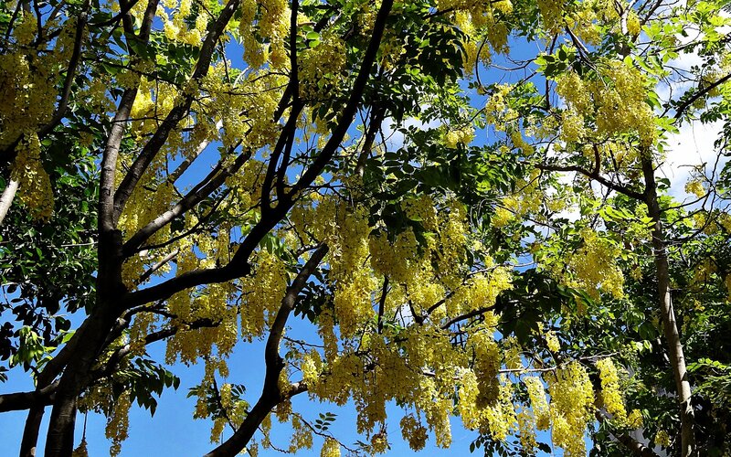 Yellow flowers on a tree