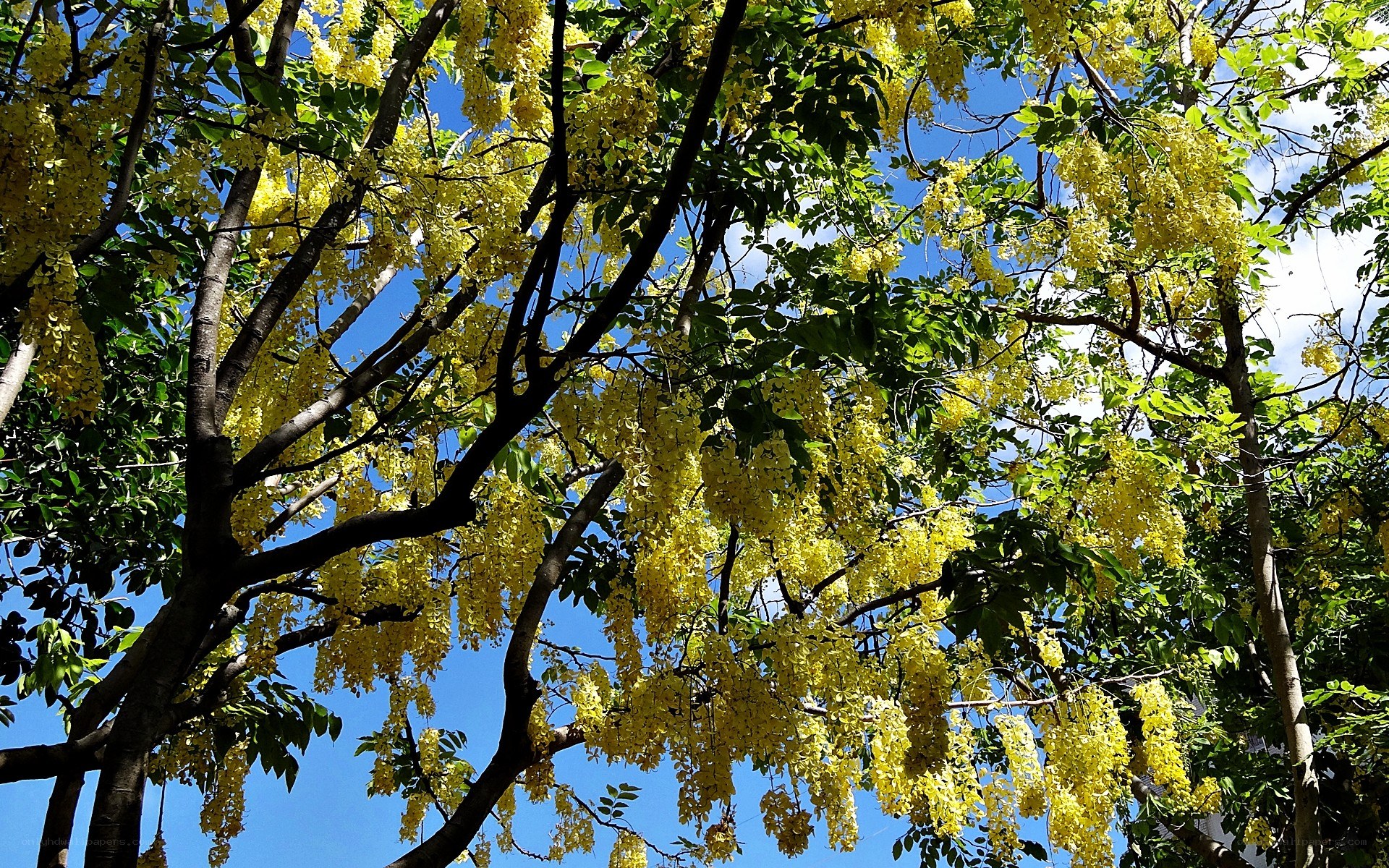 Yellow flowers on a tree