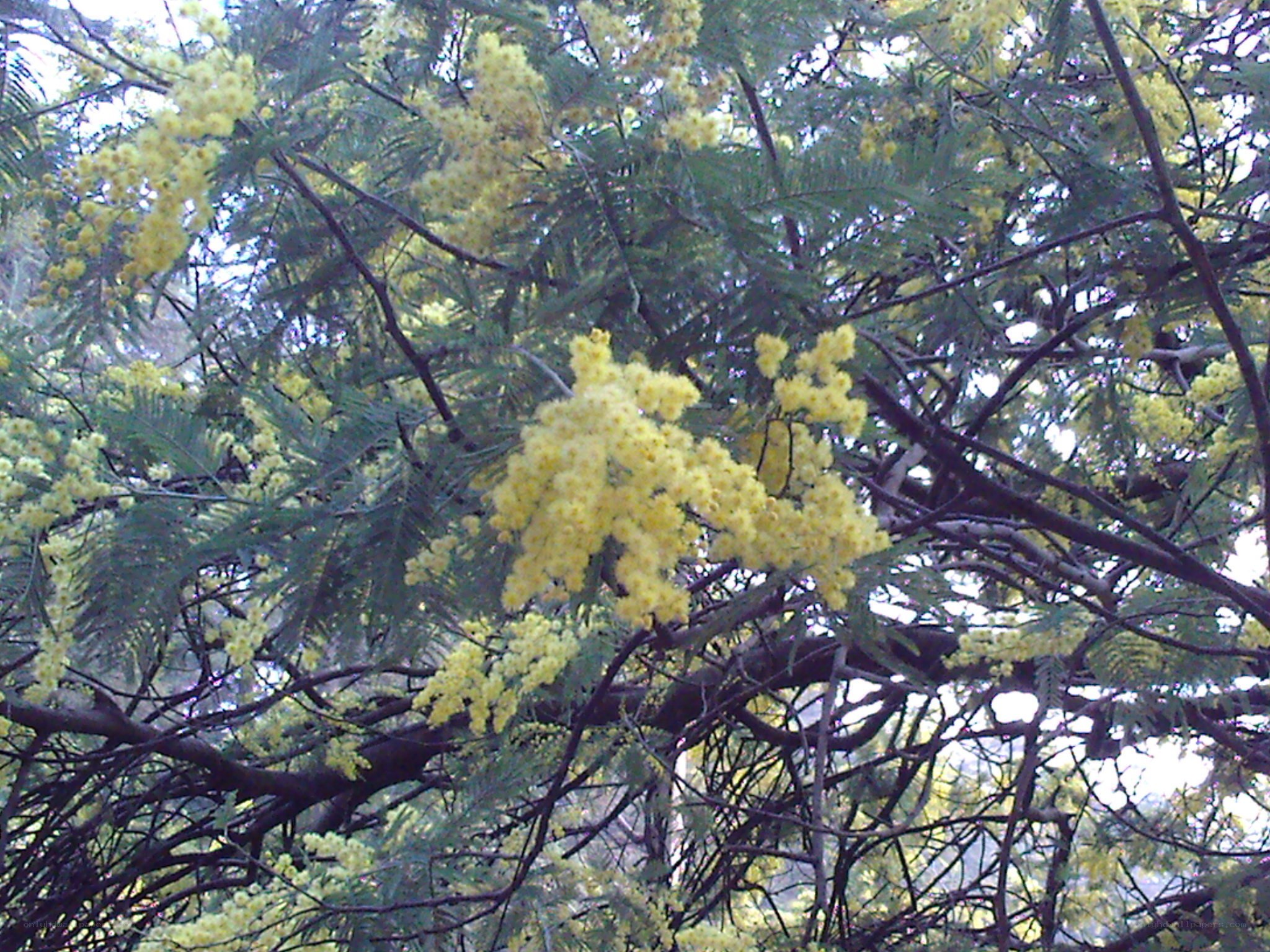 Yellow flowers on a tree