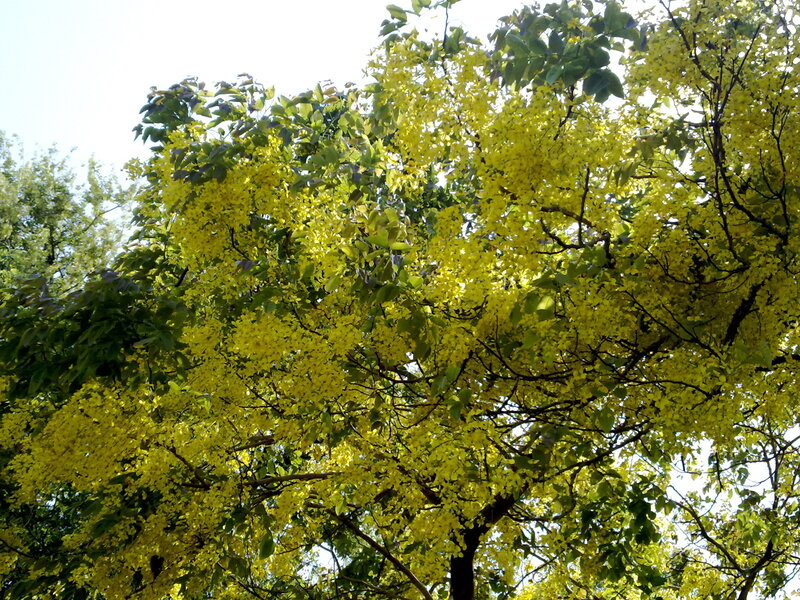 Yellow flowers on a tree