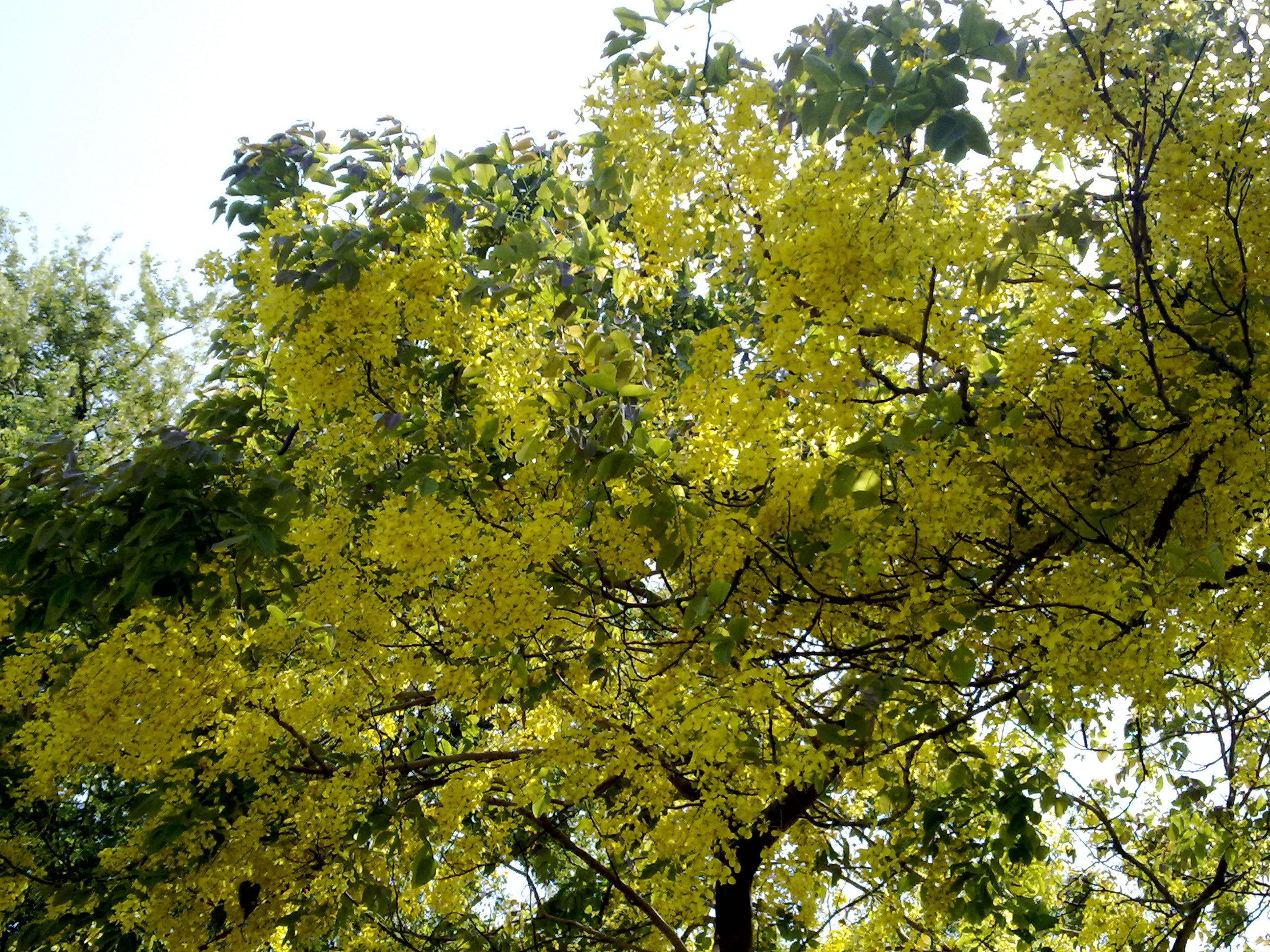 Yellow flowers on a tree