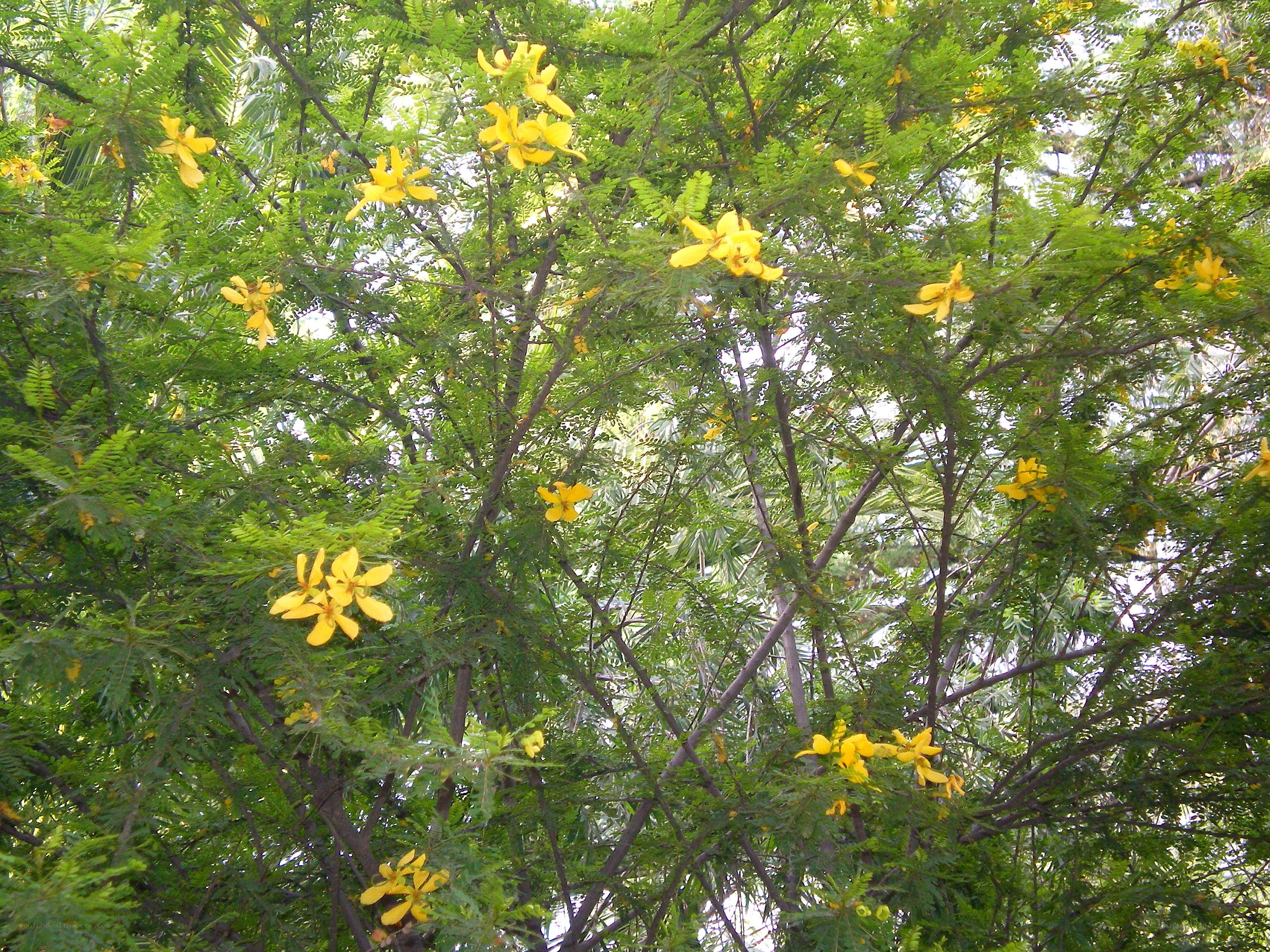 Yellow flowers on a tree