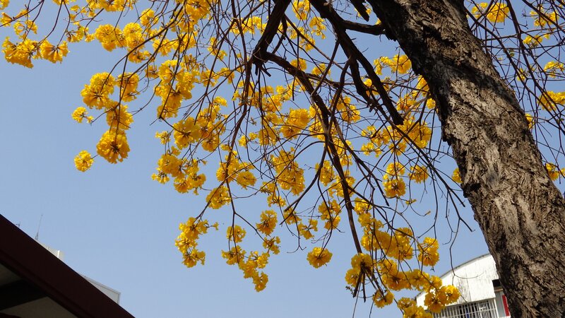 Yellow flowers on a tree
