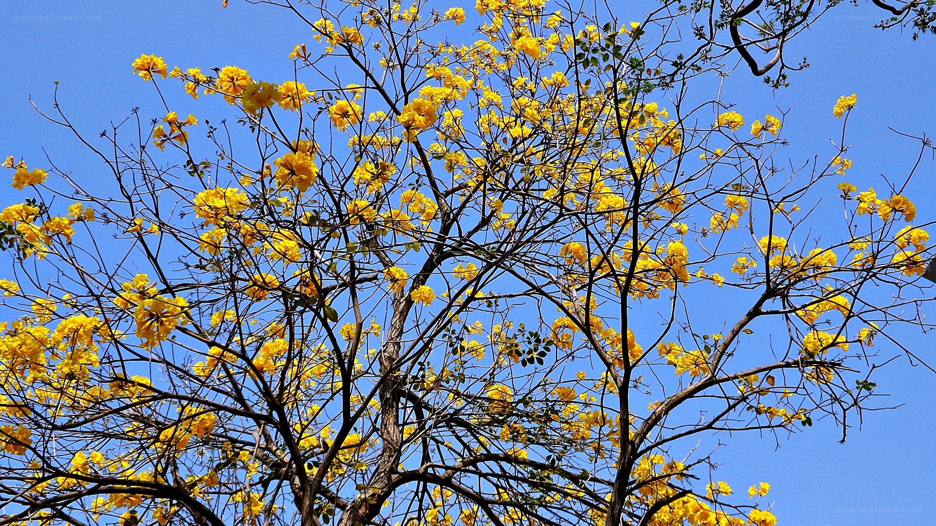 Yellow flowers on a tree