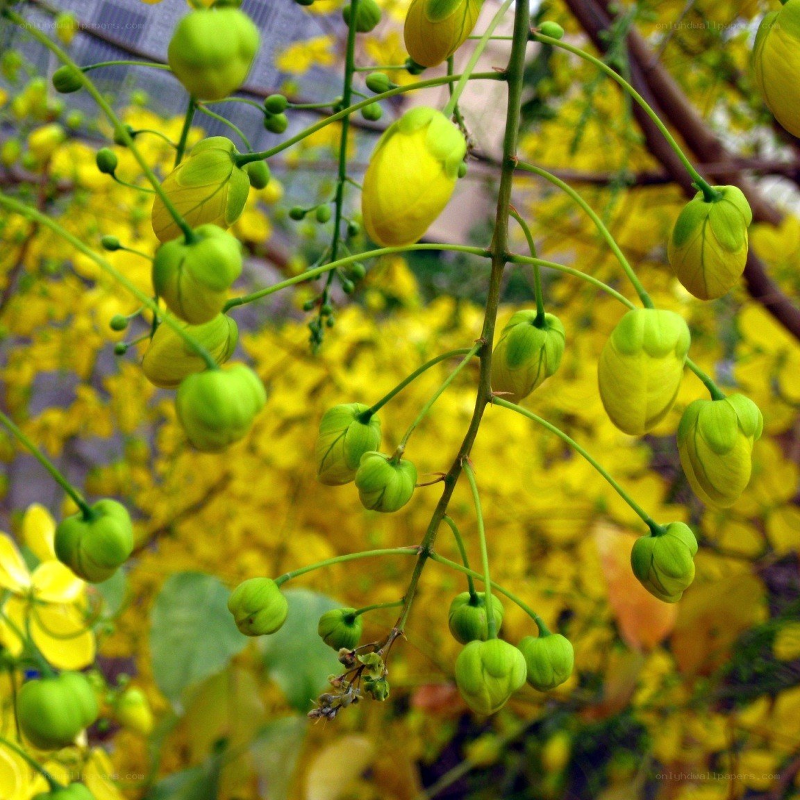 Yellow flowers on a tree