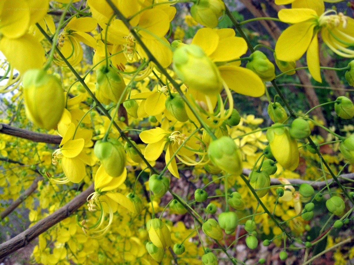 yellow flowers on a tree