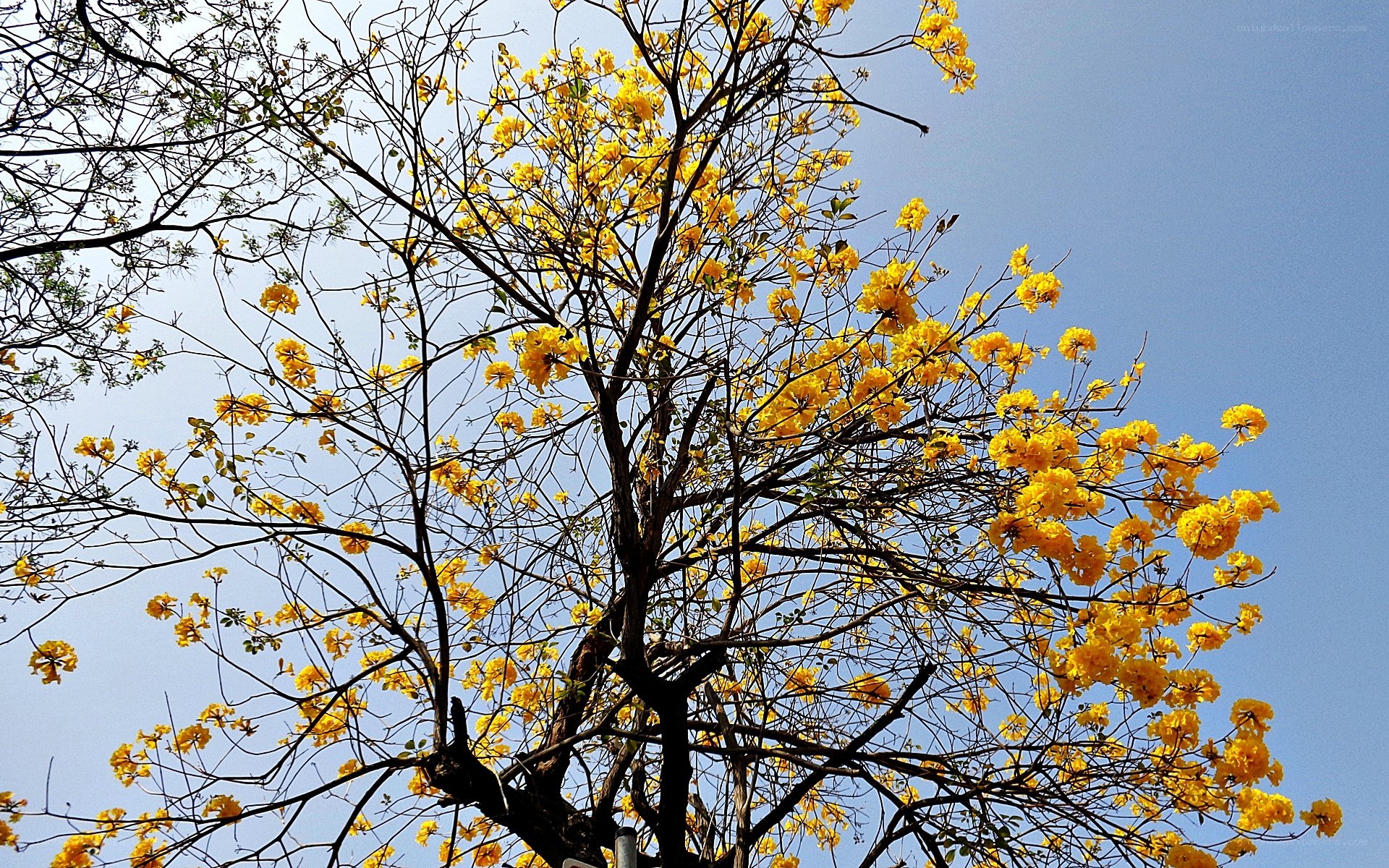 Yellow flowers on a tree