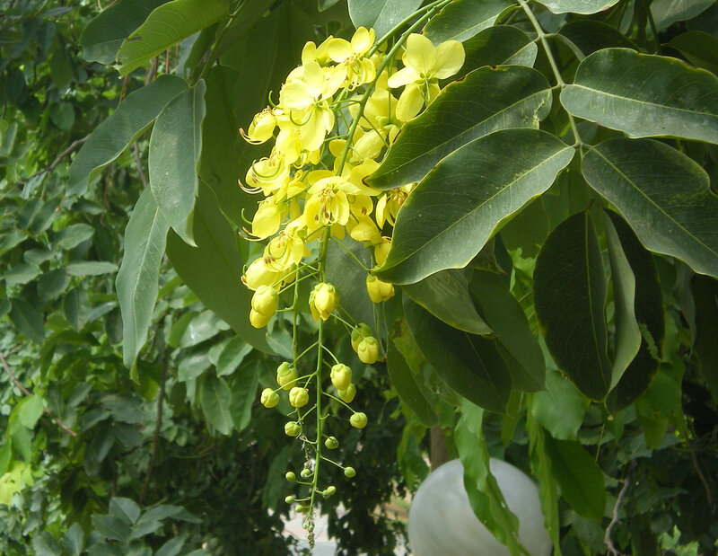 Yellow flowers on a tree branch