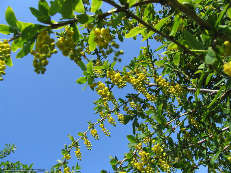 Yellow flowers on a tree branch