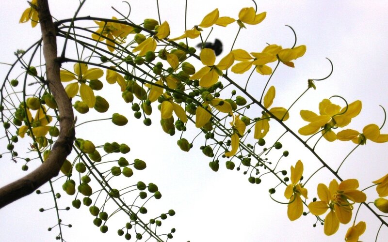 Yellow flowers on a tree branch