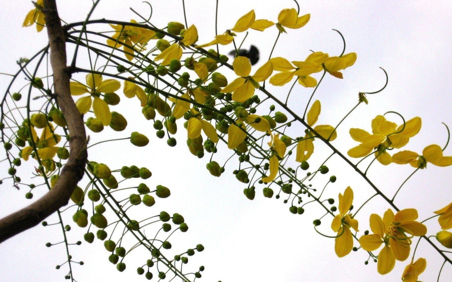 Yellow flowers on a tree branch