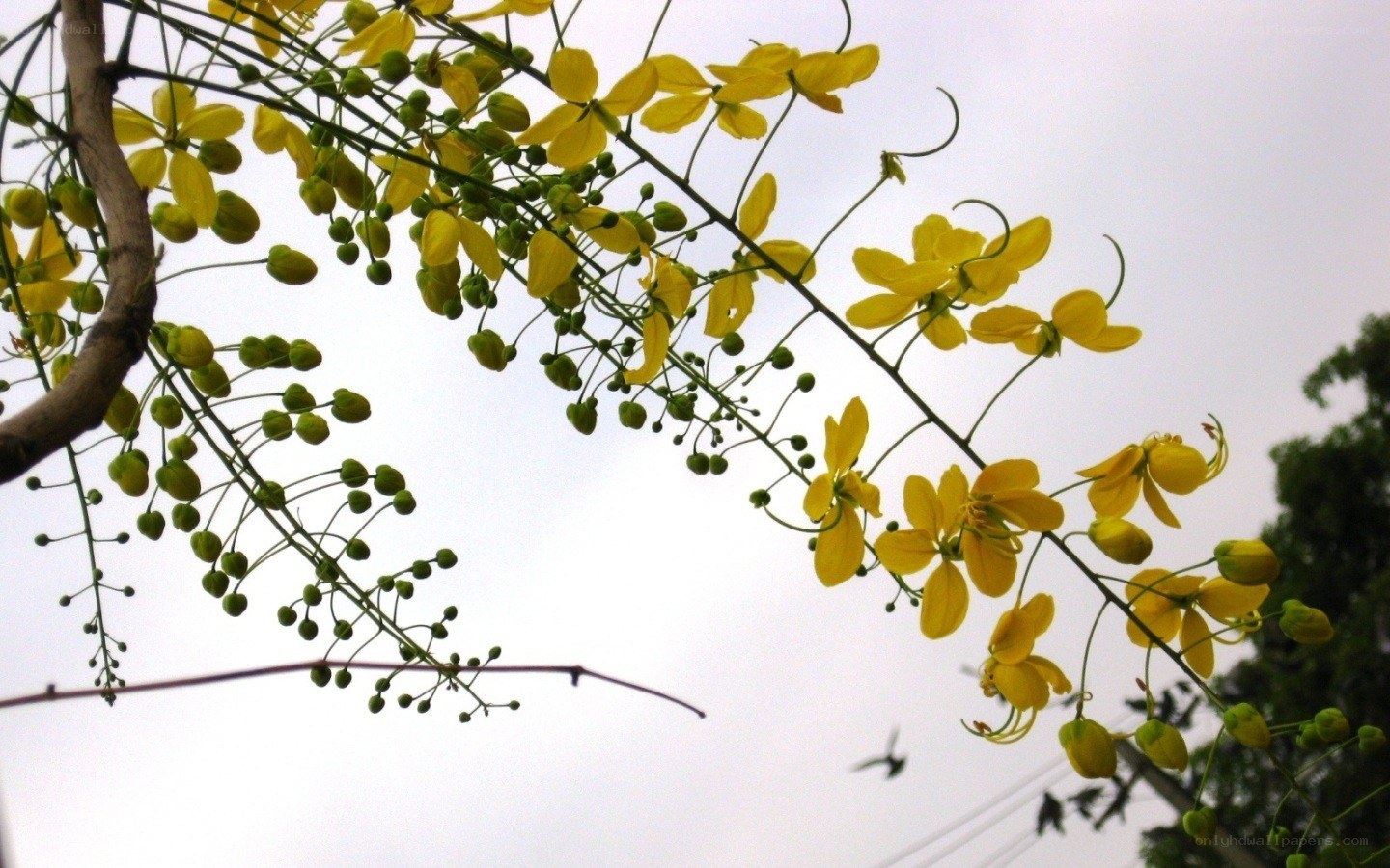 Yellow flowers on a tree branch