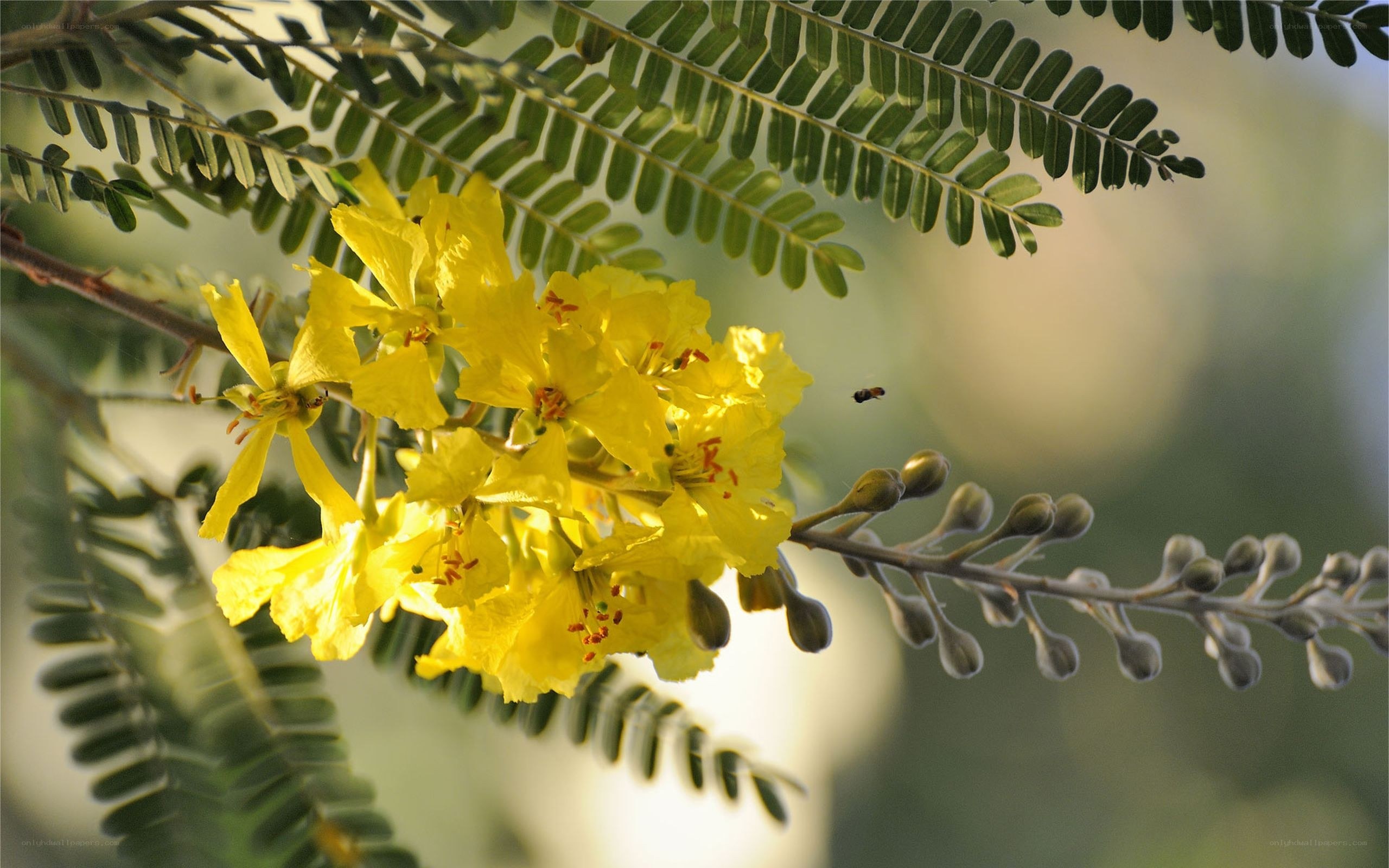 Yellow flowers on a tree branch