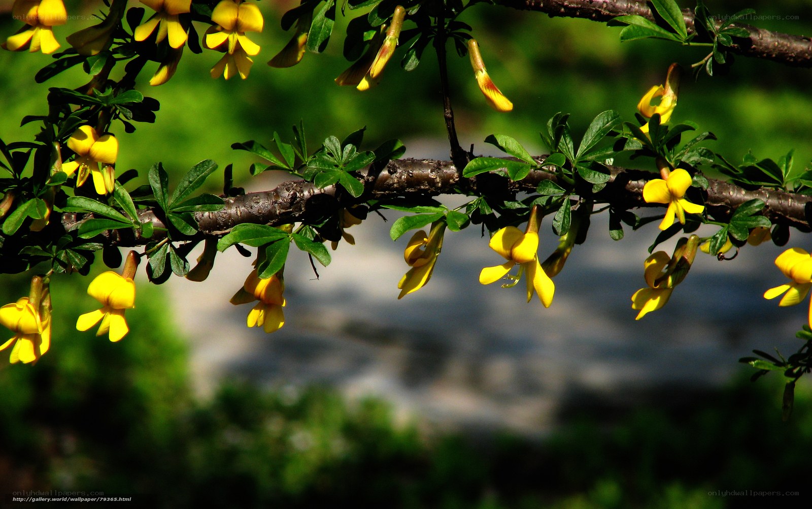Yellow flowers on a tree branch