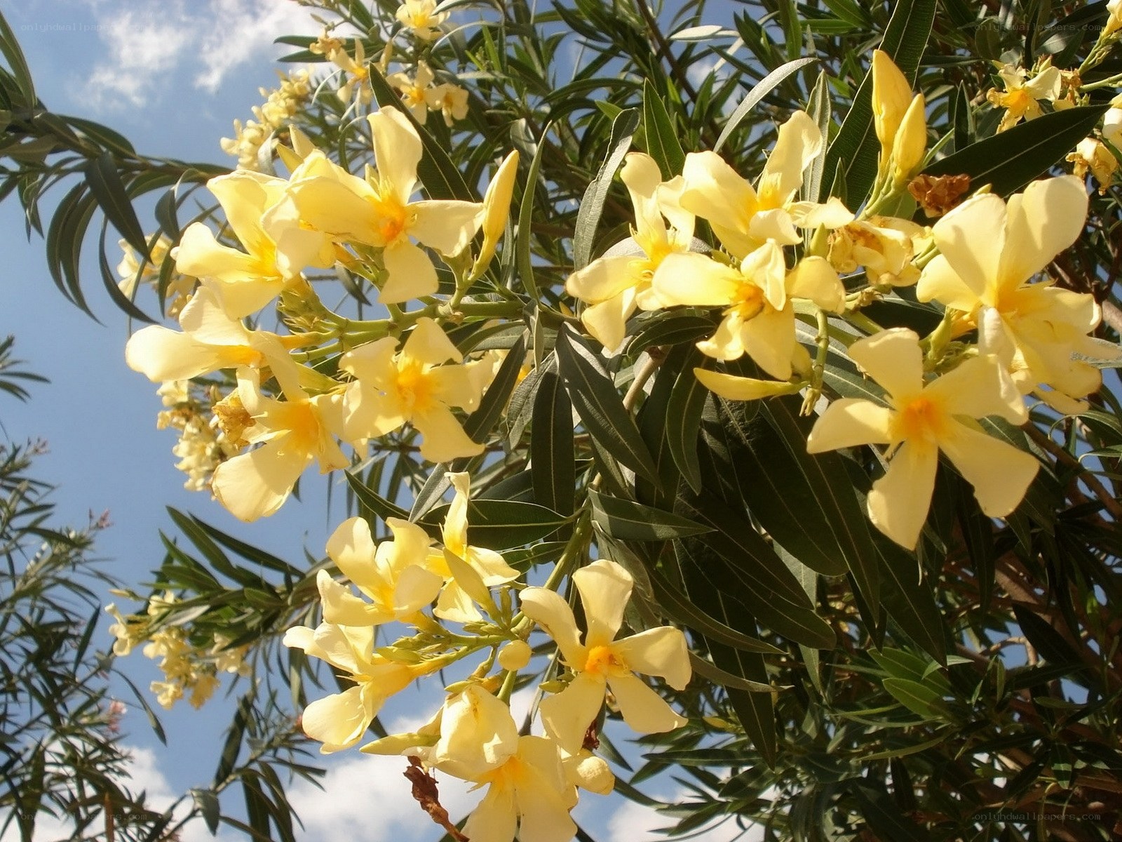 Yellow flowers on a tree