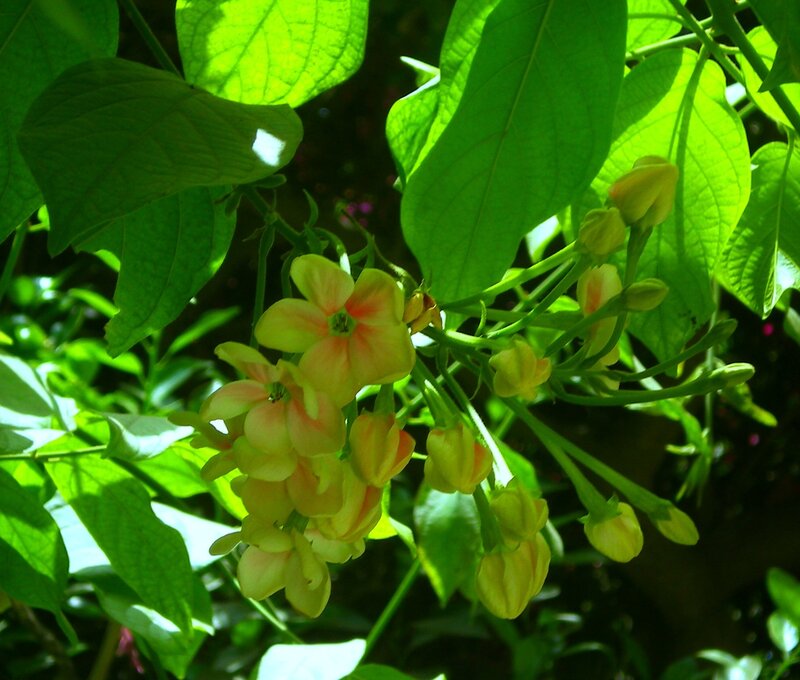 Yellow Flowers on a Vine