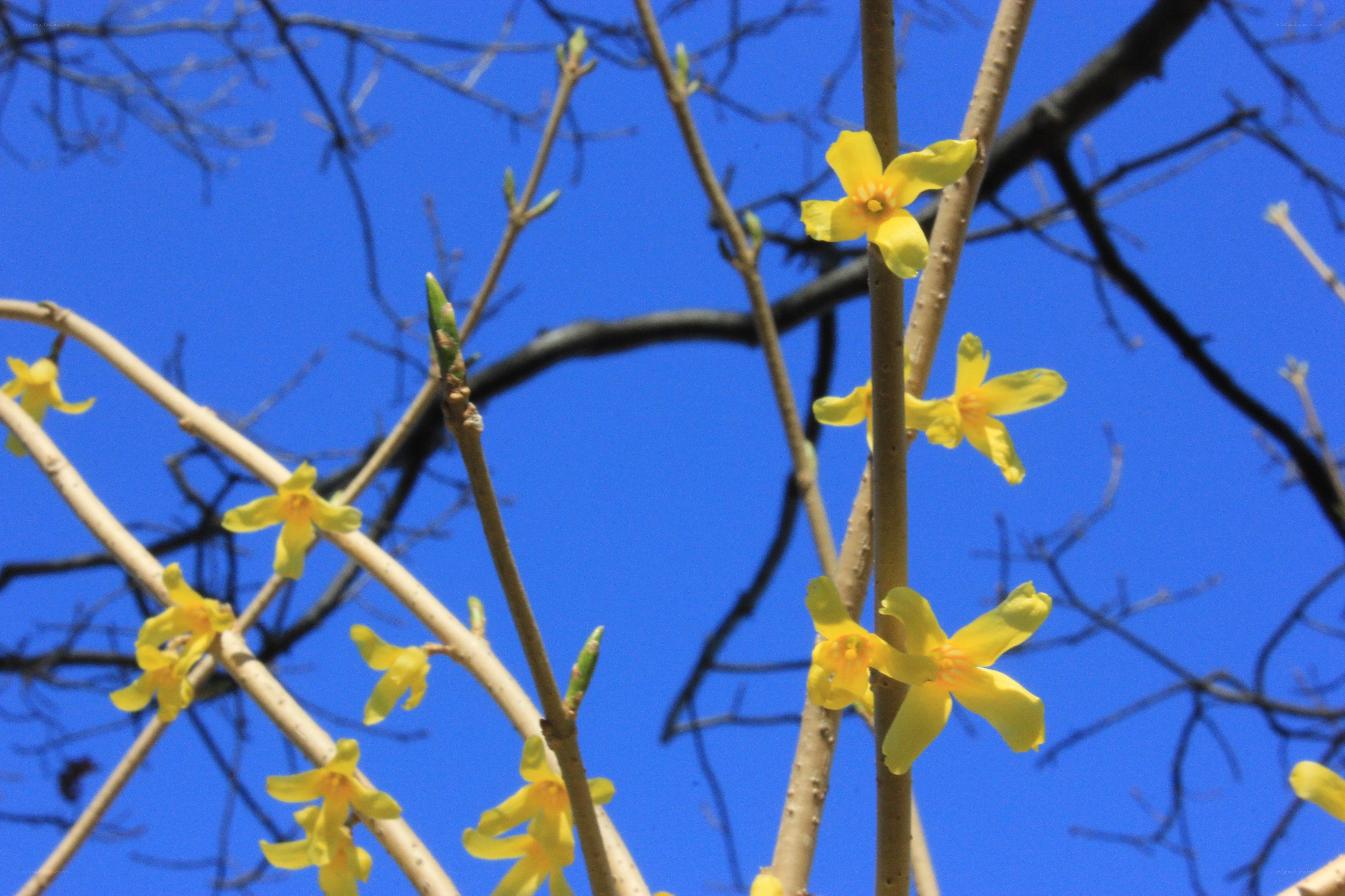 Yellow flowers on bare branches