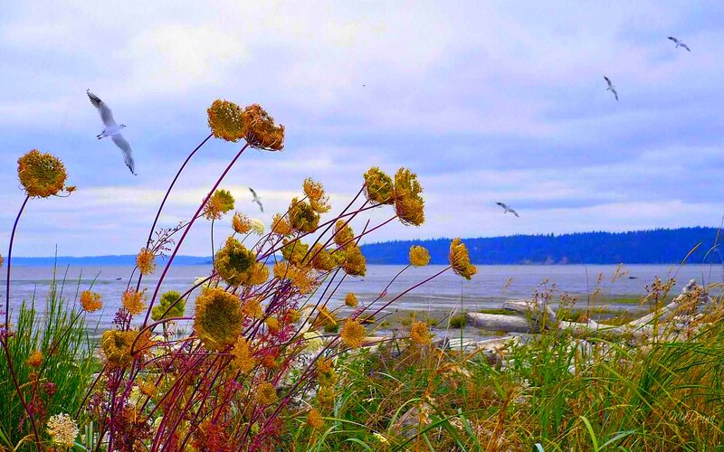Yellow Flowers on Beach — Blue, Serene, Afternoon