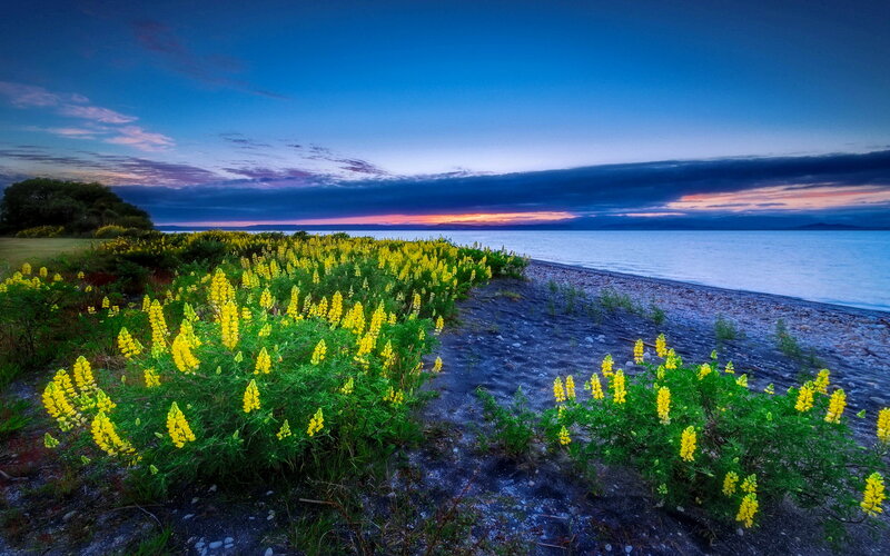 Yellow Flowers on Beach — Blue, Serene