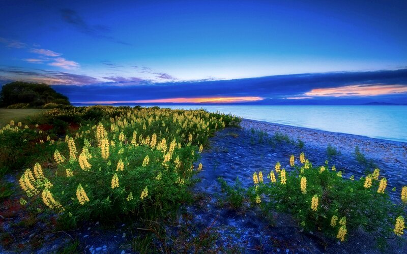 Yellow Flowers on Beach — Blue