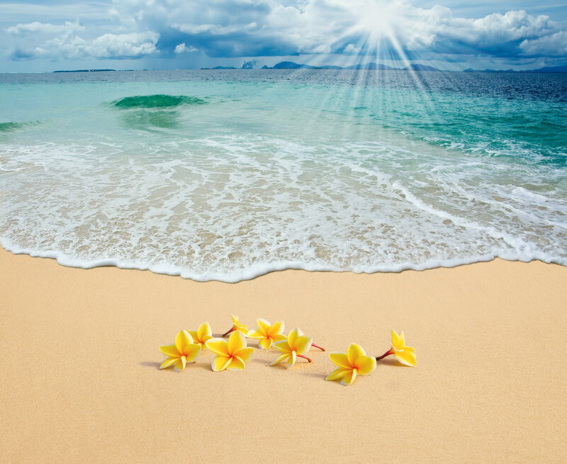Yellow Flowers on Beach — Serene