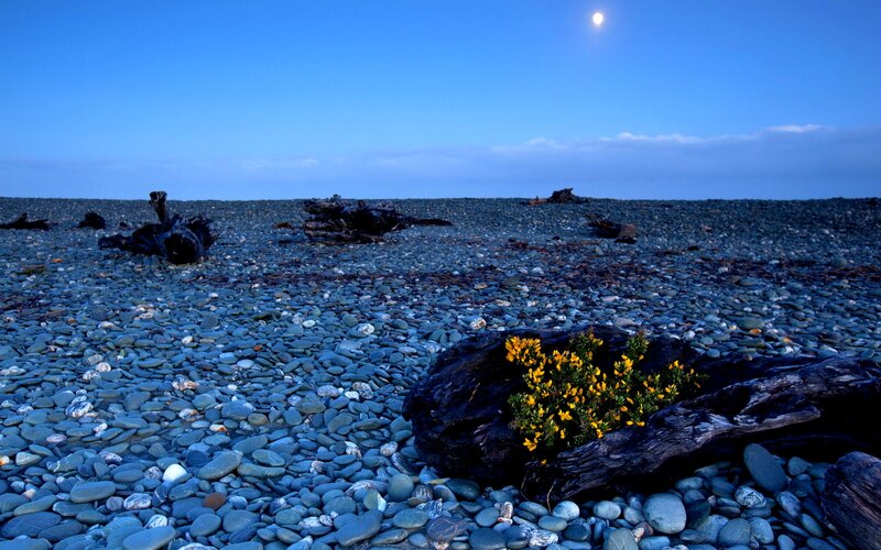 Yellow Flowers on Beach