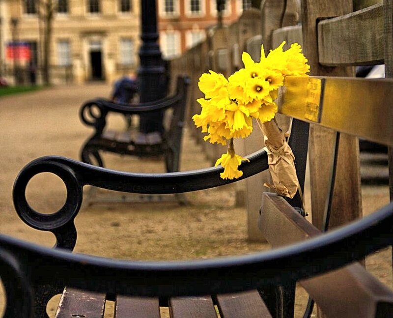 Yellow Flowers on Bench