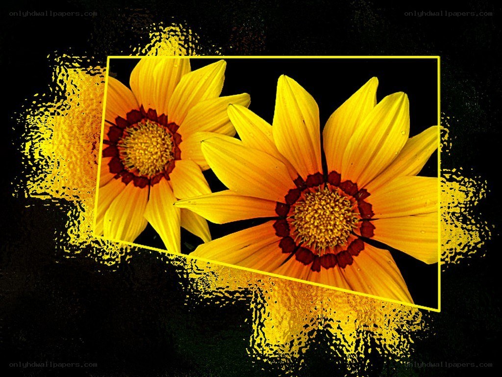 Yellow flowers on black background