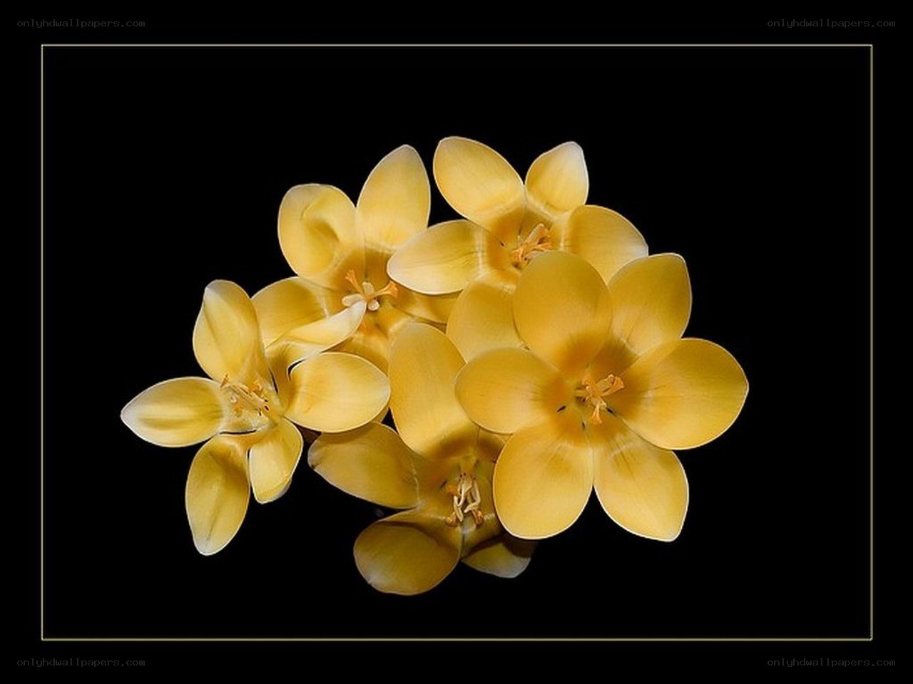 yellow flowers on black background