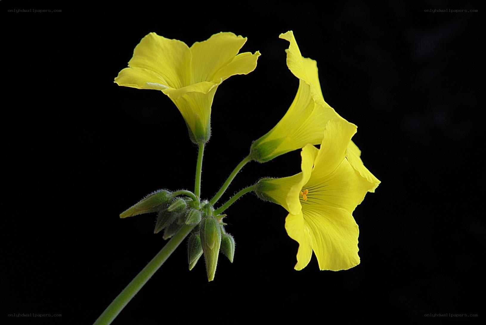 Yellow flowers on black background