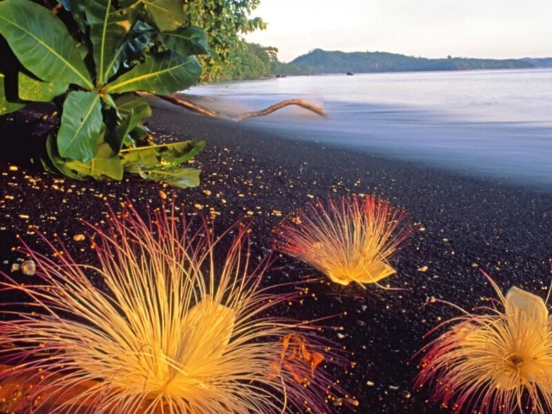 Yellow Flowers on Black Sand
