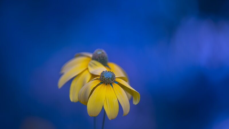 Yellow Flowers on Blue — Serene