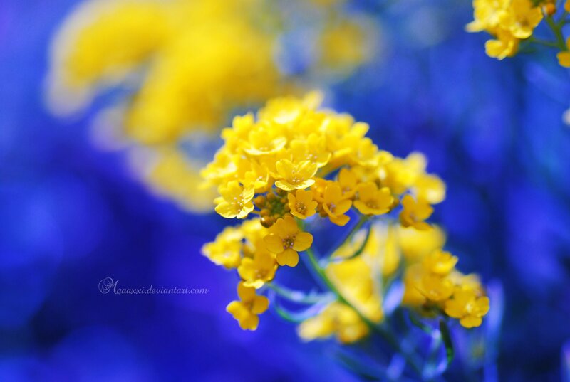 Yellow Flowers on Blue