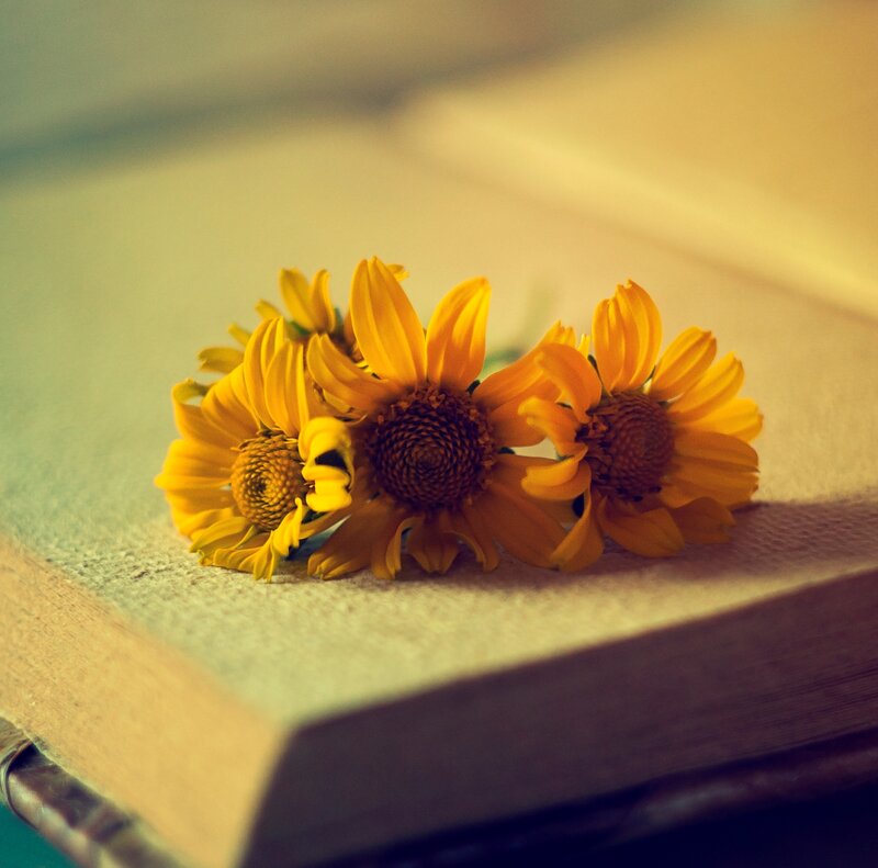 Yellow Flowers on Book — Calm