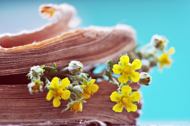 Yellow Flowers on Book — Serene