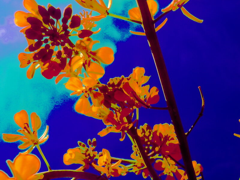 Yellow Flowers on Branch — Blue