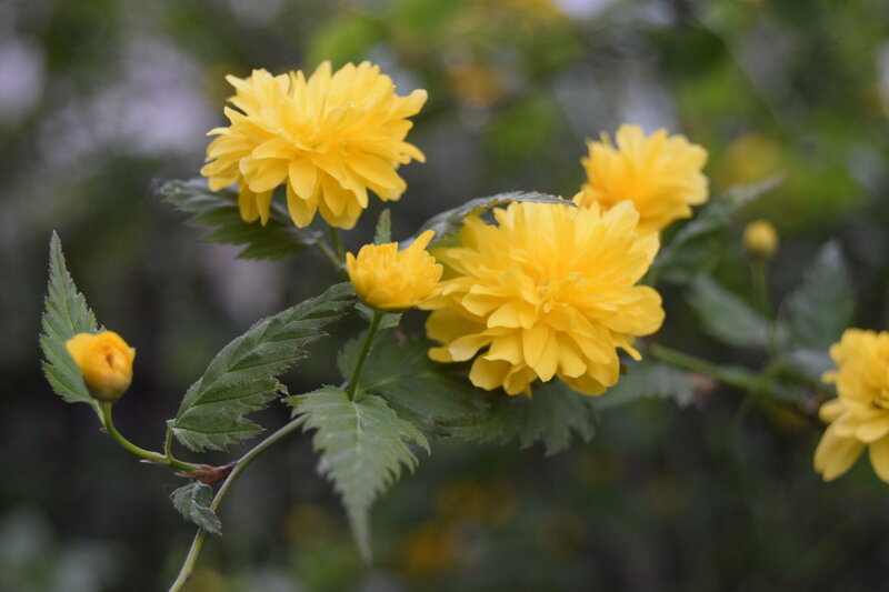 Yellow Flowers on Branch — Calm, Spring, Photograph, Leaves, Buds