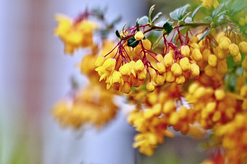 Yellow Flowers on Branch — Calm, Spring, Photograph