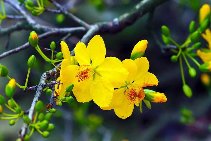 Yellow Flowers on Branch — Calm, Spring