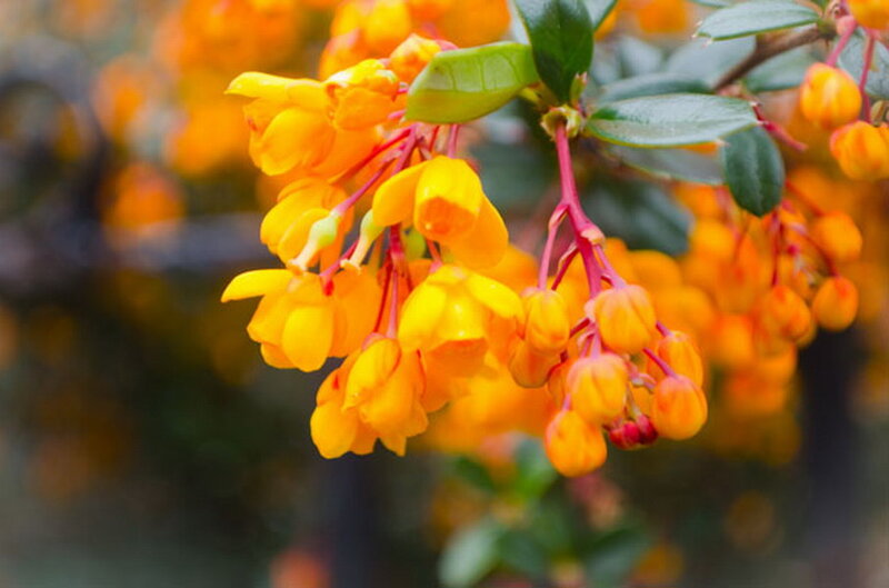 Yellow Flowers on Branch — Calm