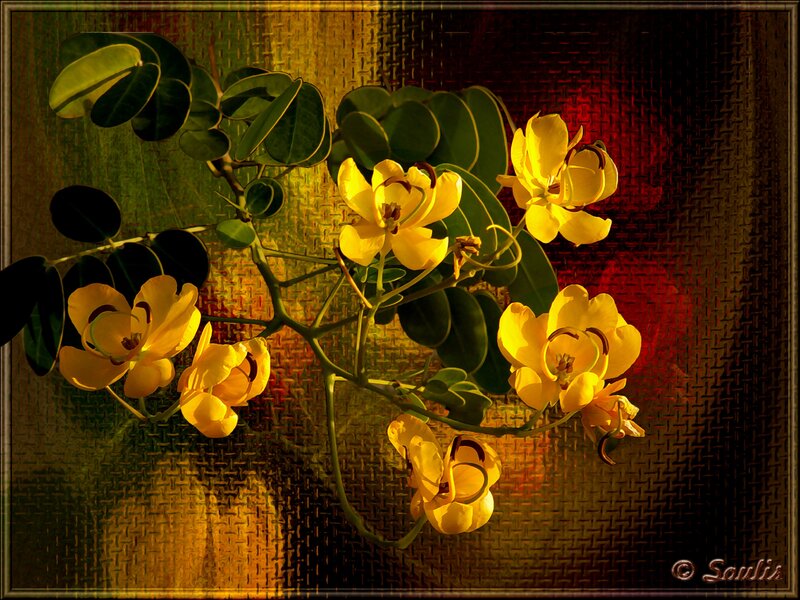 Yellow Flowers on Branch — Dramatic, Photograph