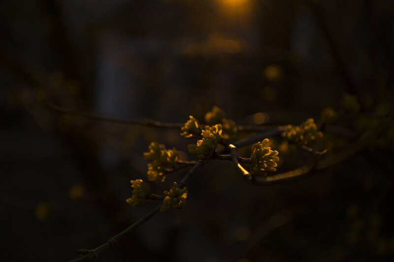 Yellow Flowers on Branch — Dramatic, Sunset