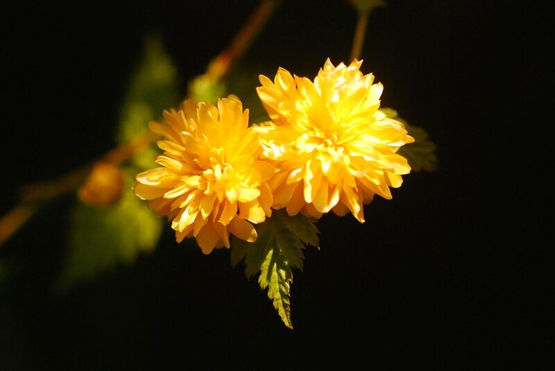 Yellow Flowers on Branch — Dramatic