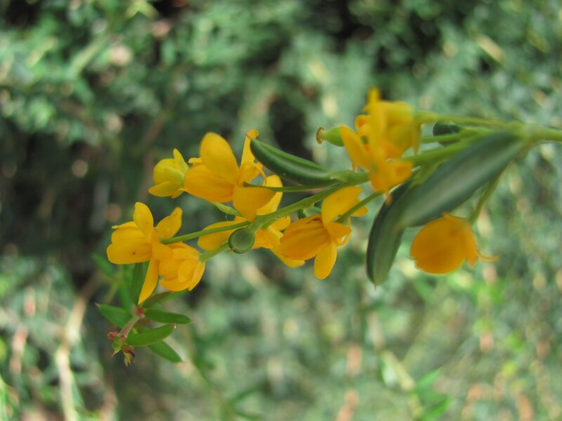 Yellow Flowers on Branch — Natural, Afternoon, Photograph