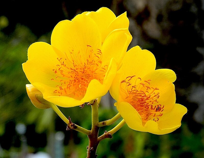 Yellow Flowers on Branch — Natural, Afternoon